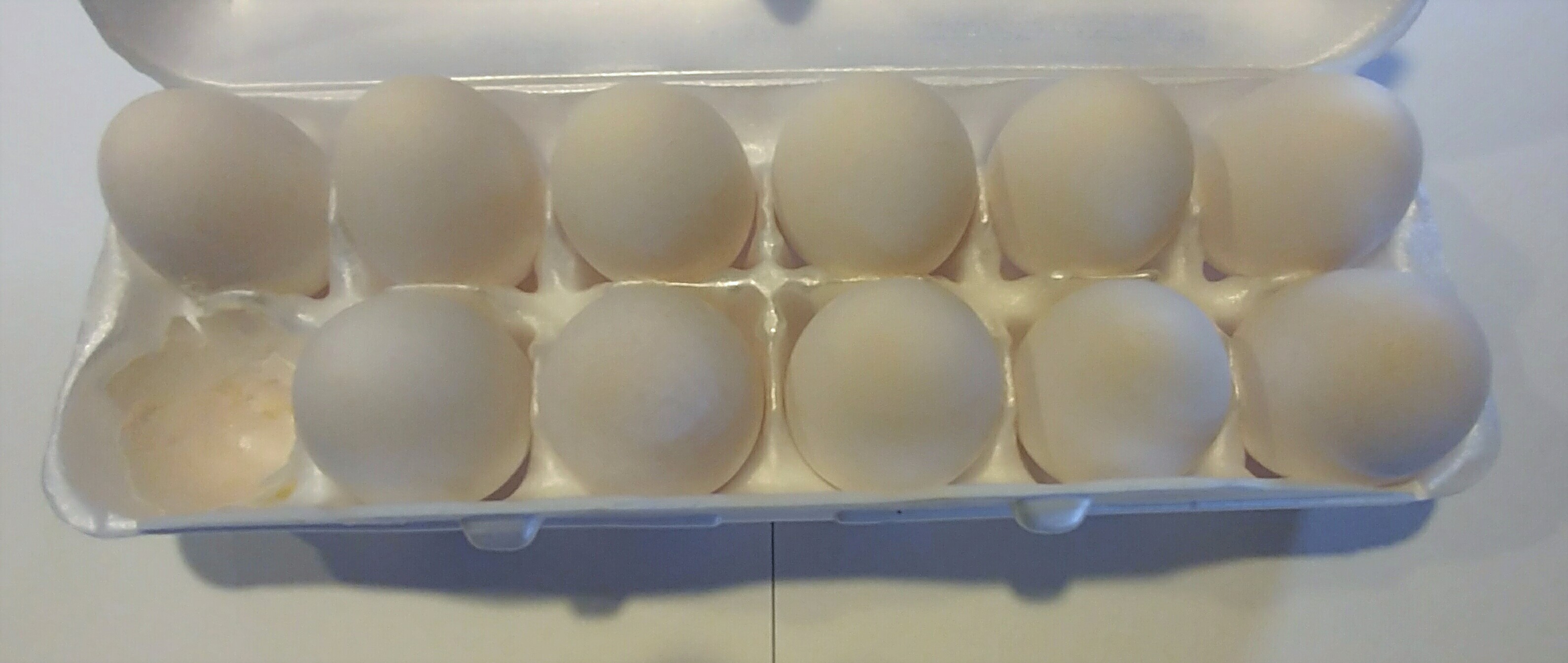 Egg Carton
