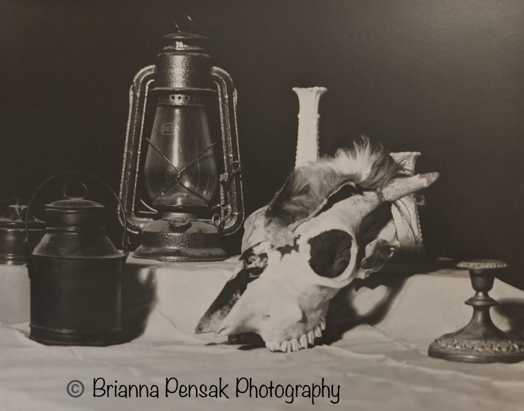 Brianna Pensak - Skull Still LIfe