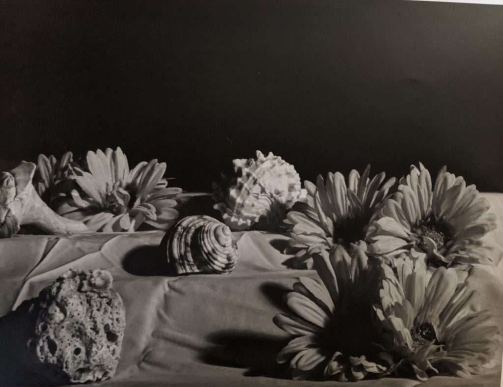 Brianna Pensak-Sea Shell Still Life