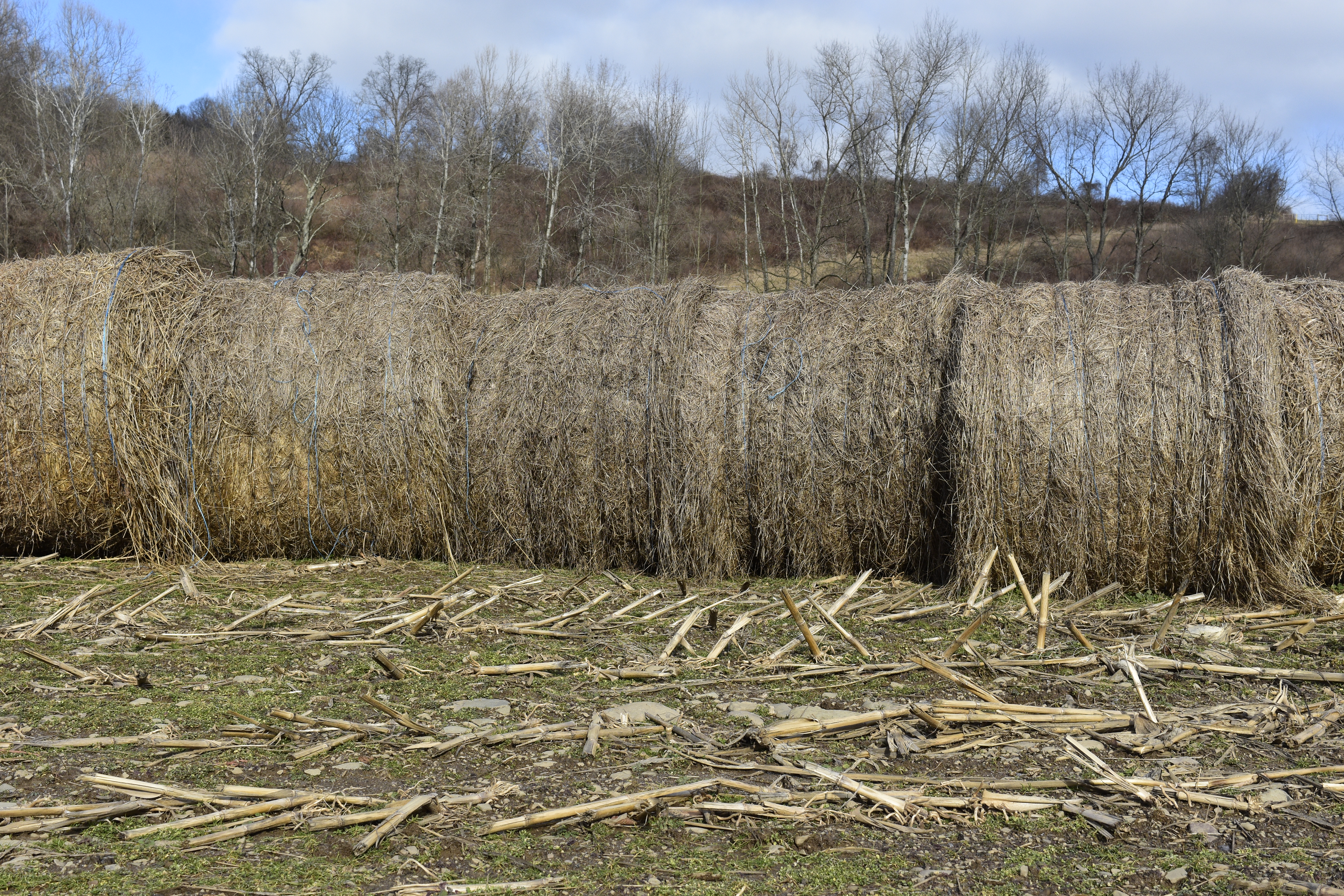 Landscape Picture Control