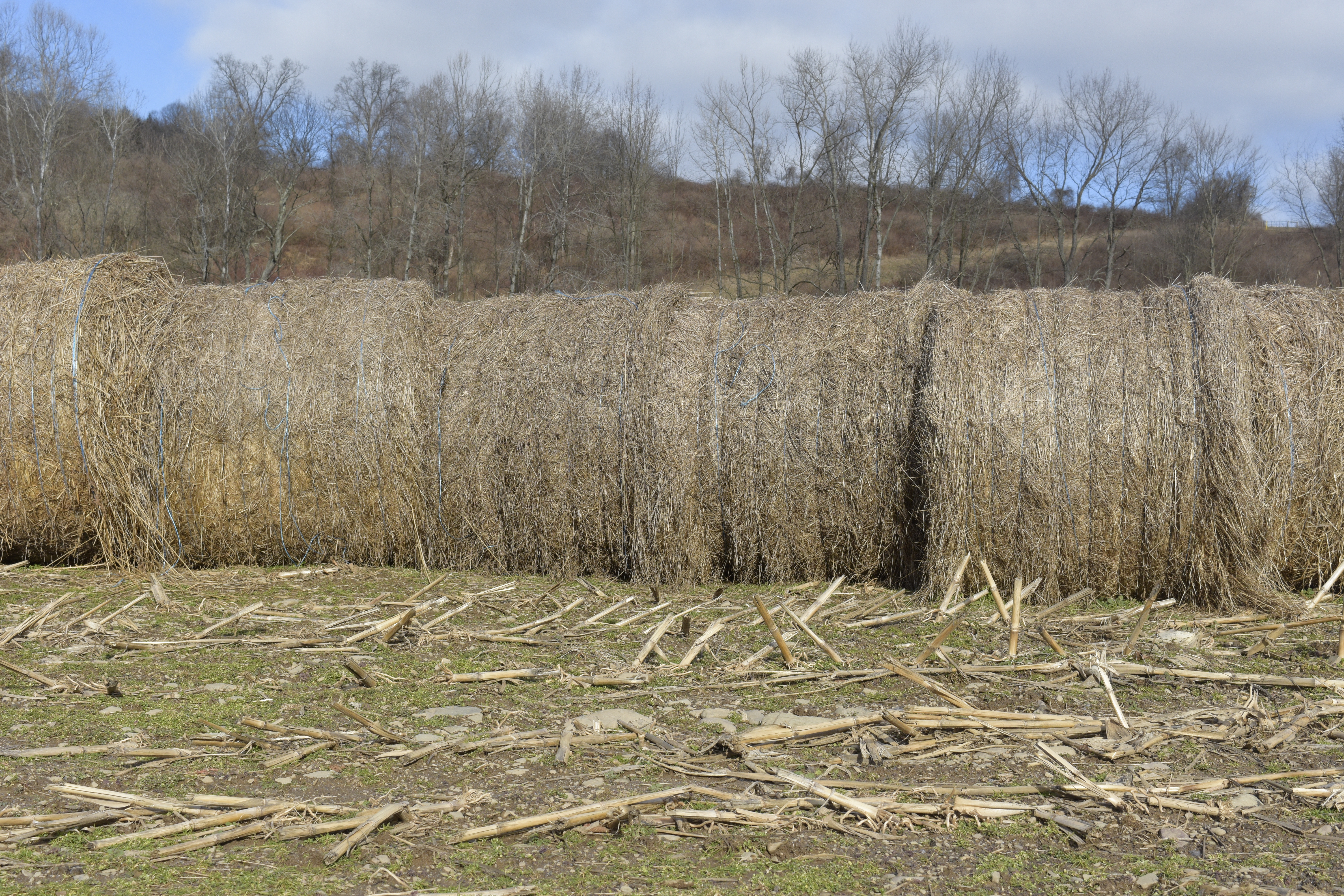 Portrait Picture Control