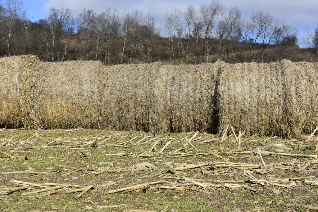 Vivid Picture Control