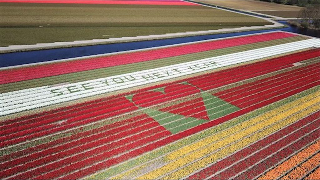 tulips