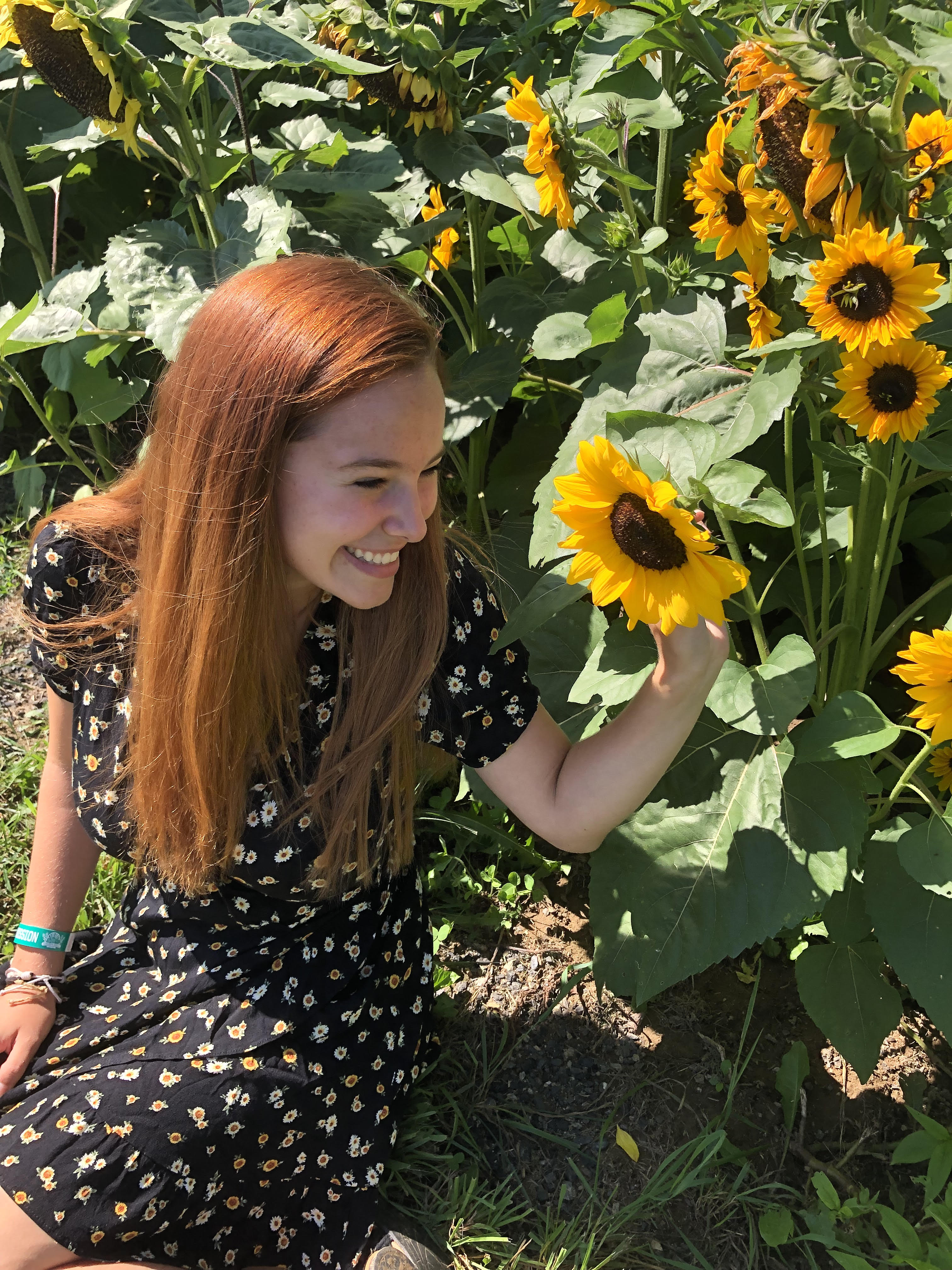 Ivy in a sunflower field