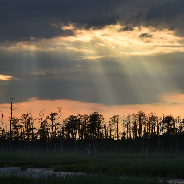 Sun beams seeping through a light grey cloud as the sunsets and the sky turns a bright pale orange. Below is the leaves tree forest.