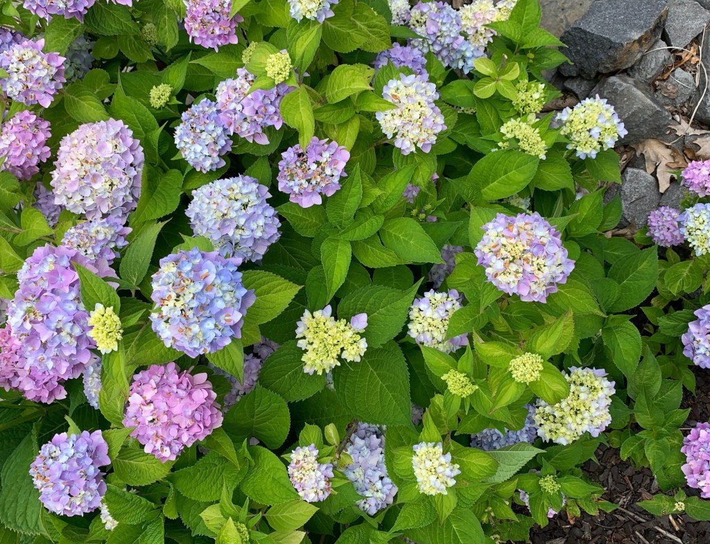 Hydrangeas at Nay Aug Park