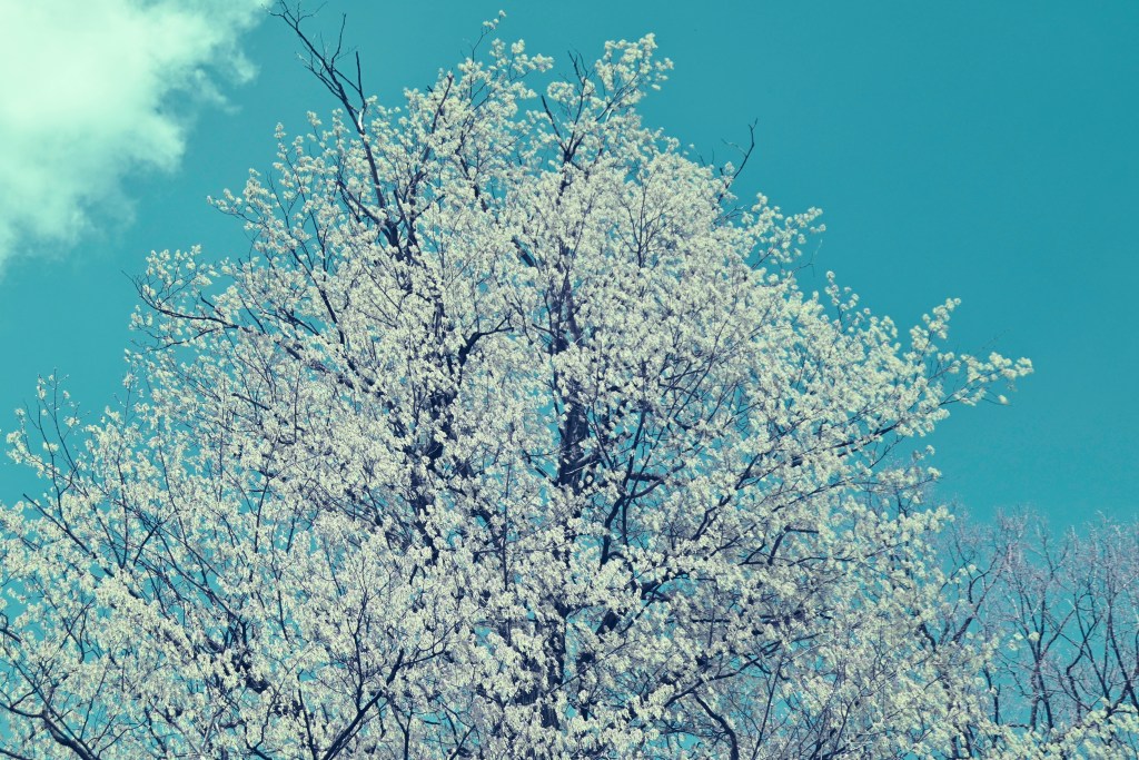 Infrared tree 