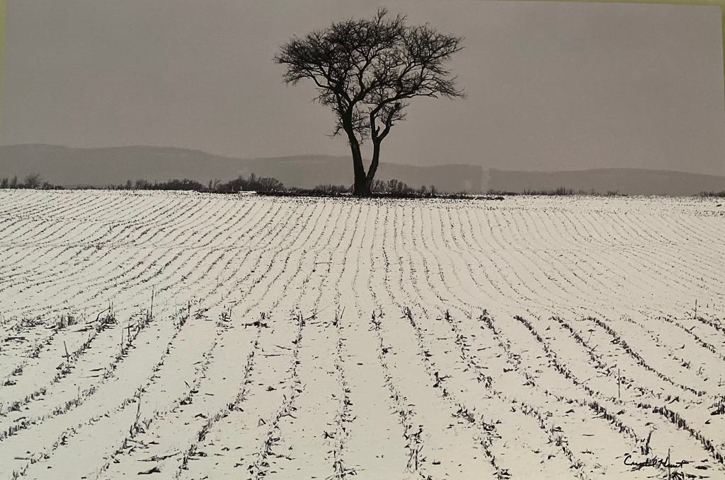 "Lone Tree" by Crystal Hunt. The image features a tree sitting alone in the middle of a snowy farm field.