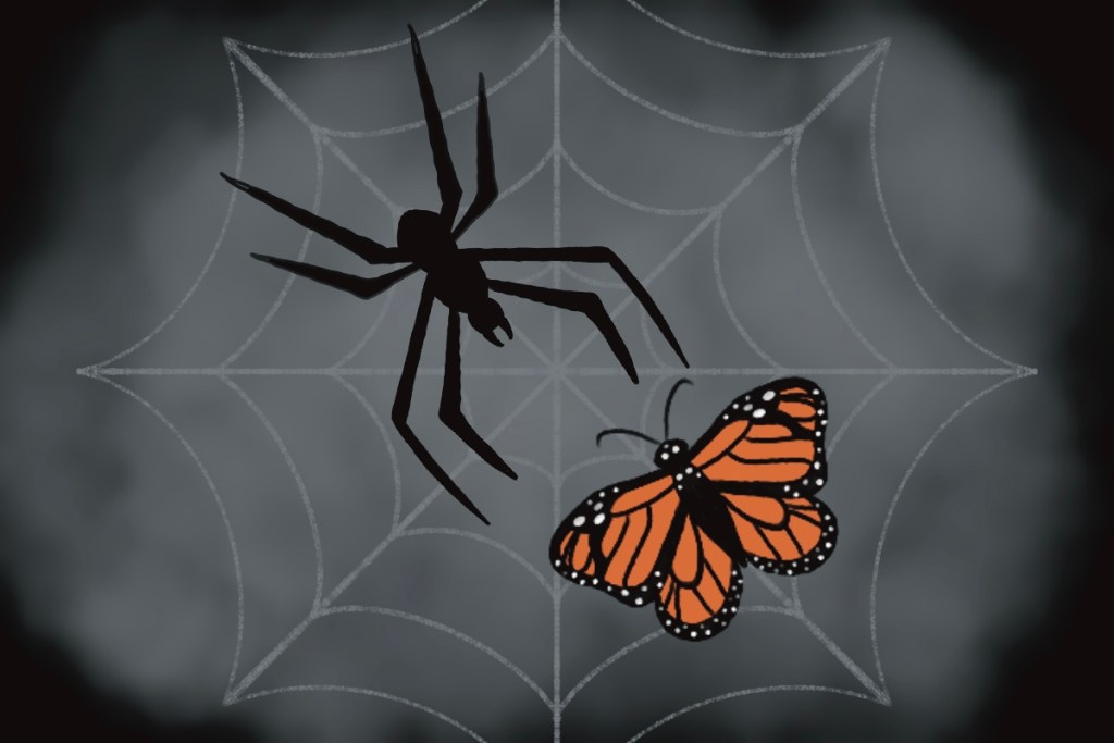 Spiderweb