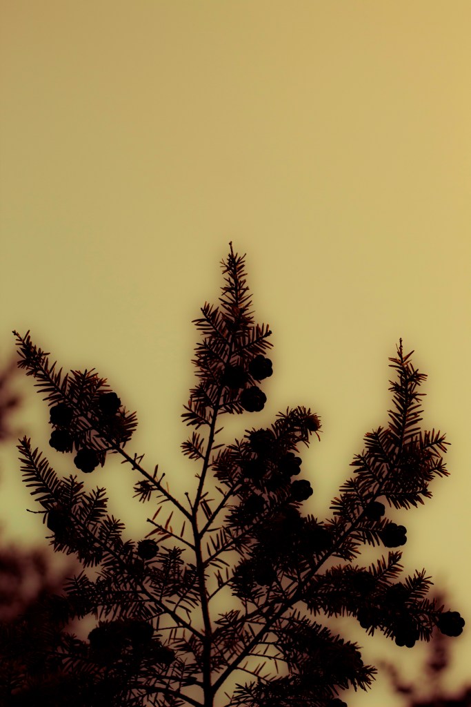 A photo of pine leaves