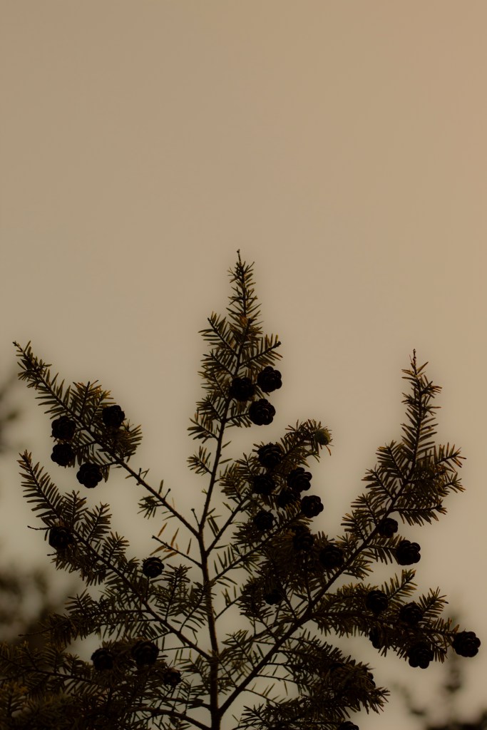 A photo of pine leaves 