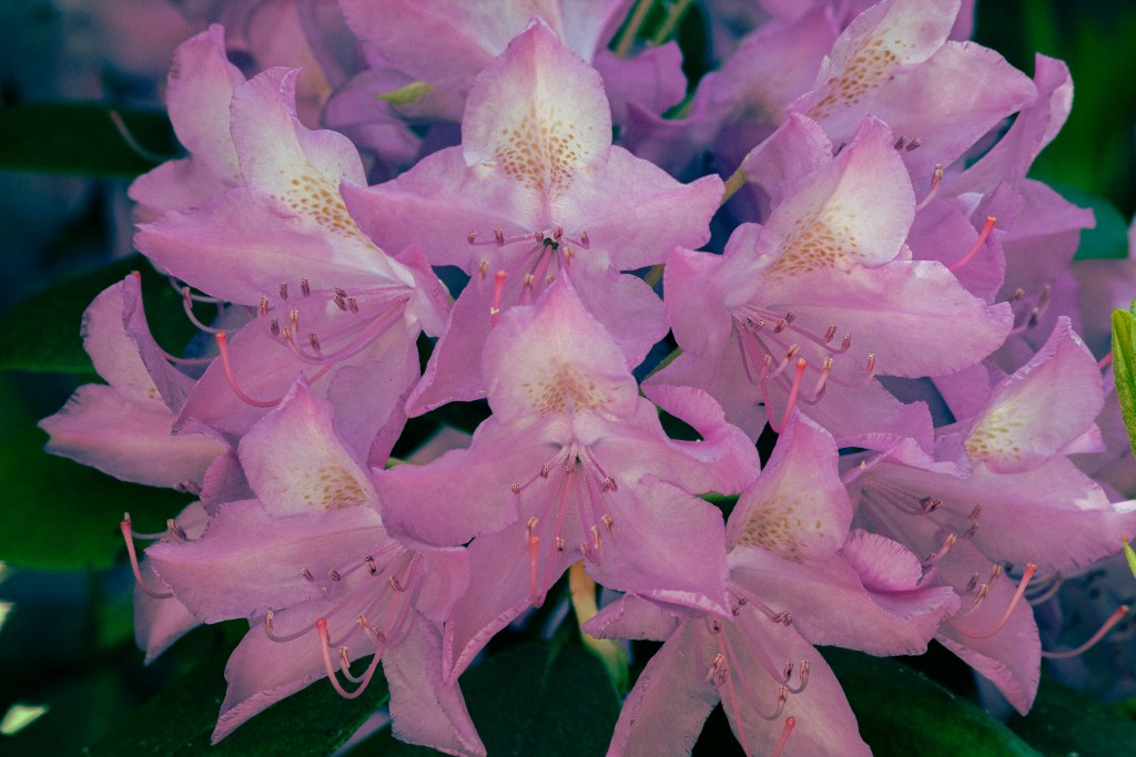 Photo of purple flowers