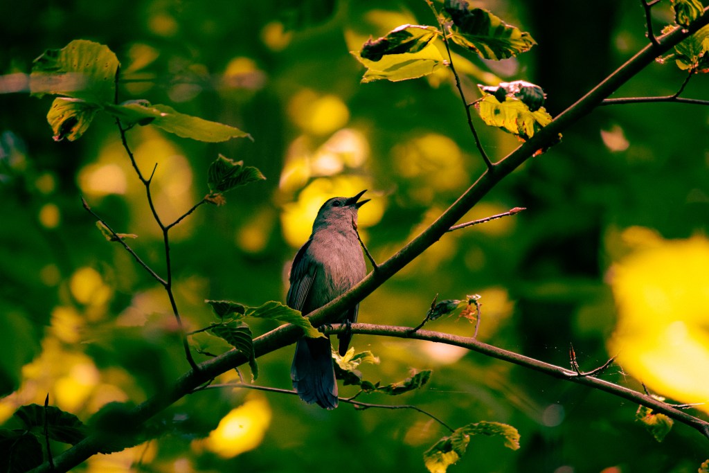 Photo of a bird on a tree branch