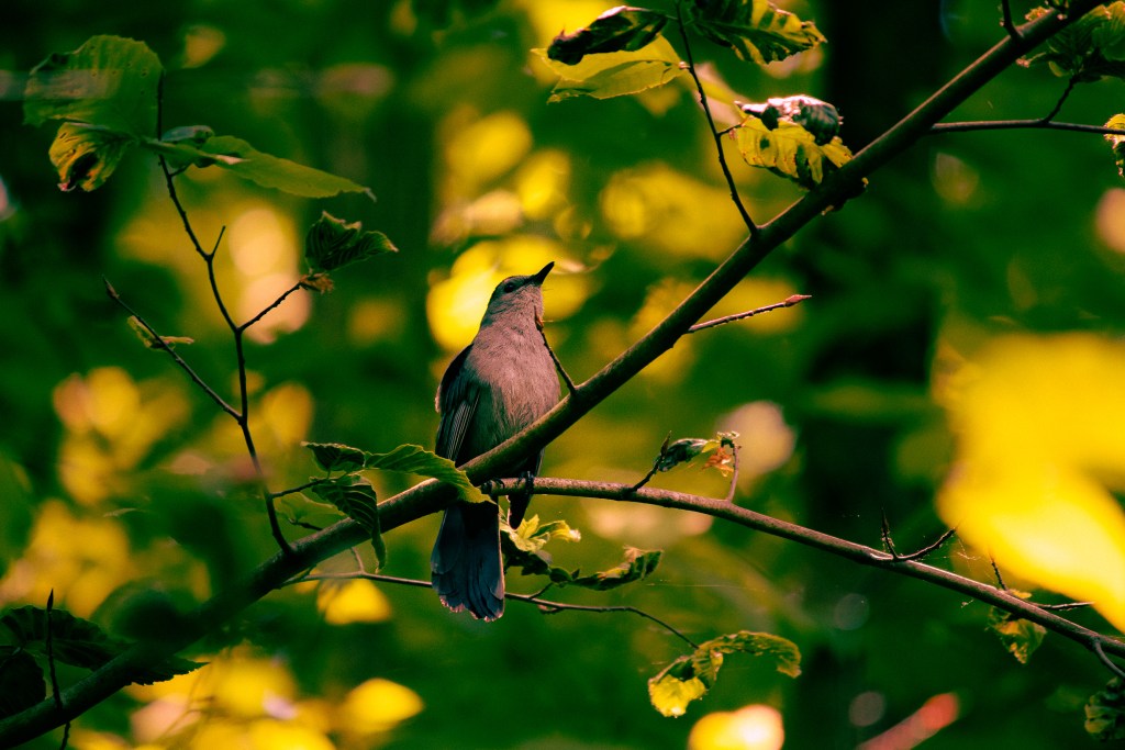 Photo of a bird on a tree branch