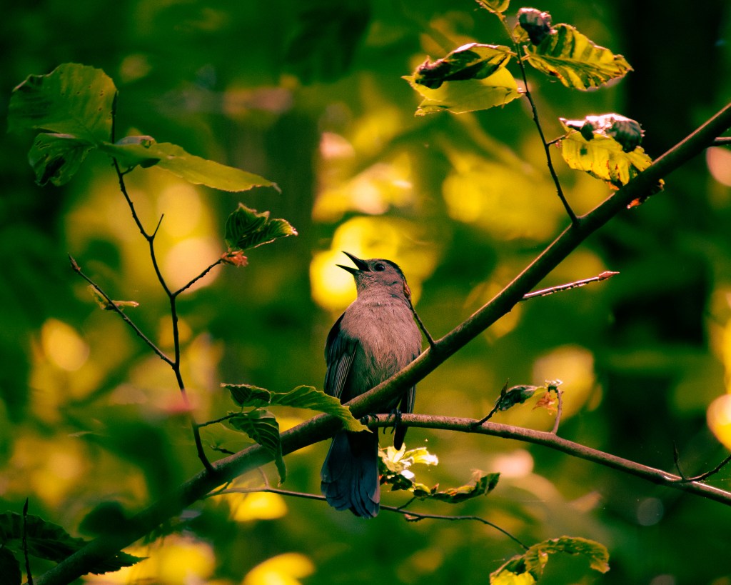 Photo of a bird on a tree branch