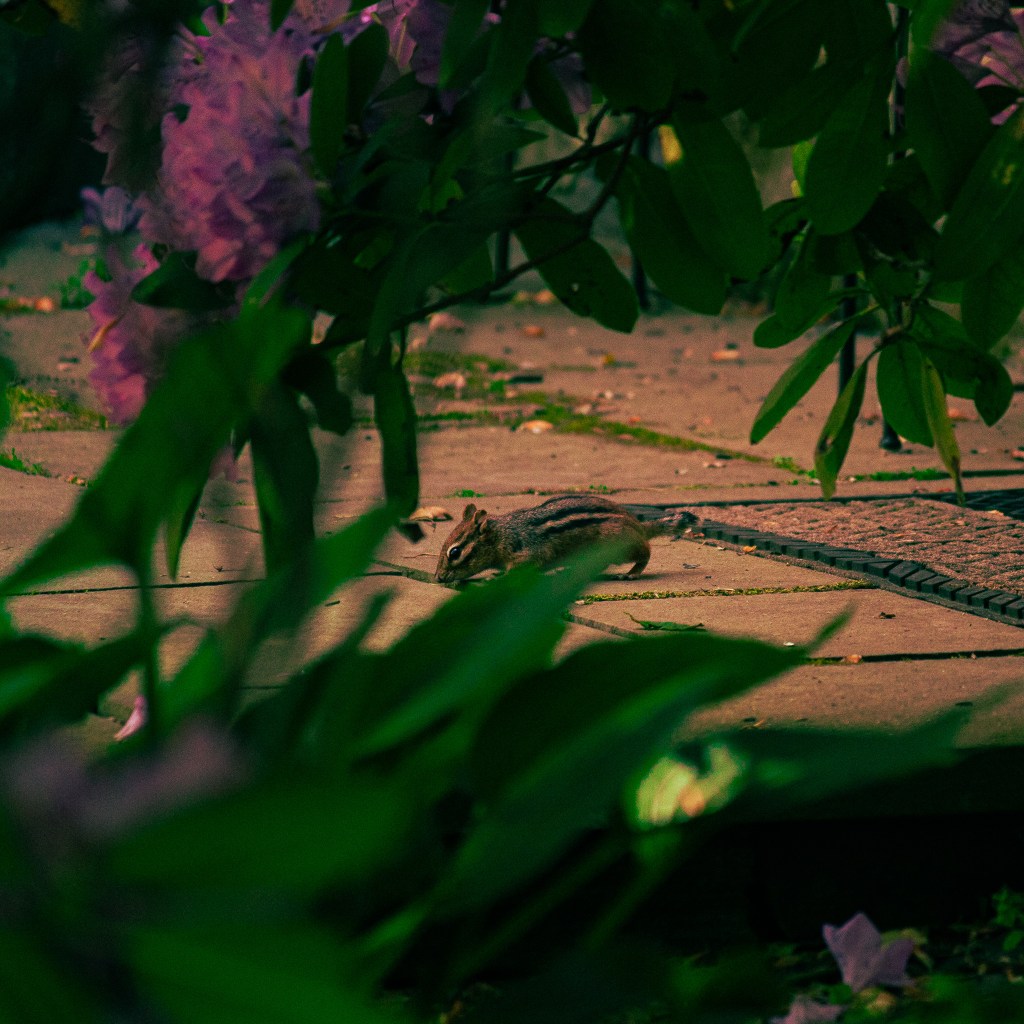 Photo of a chipmunk on pavement