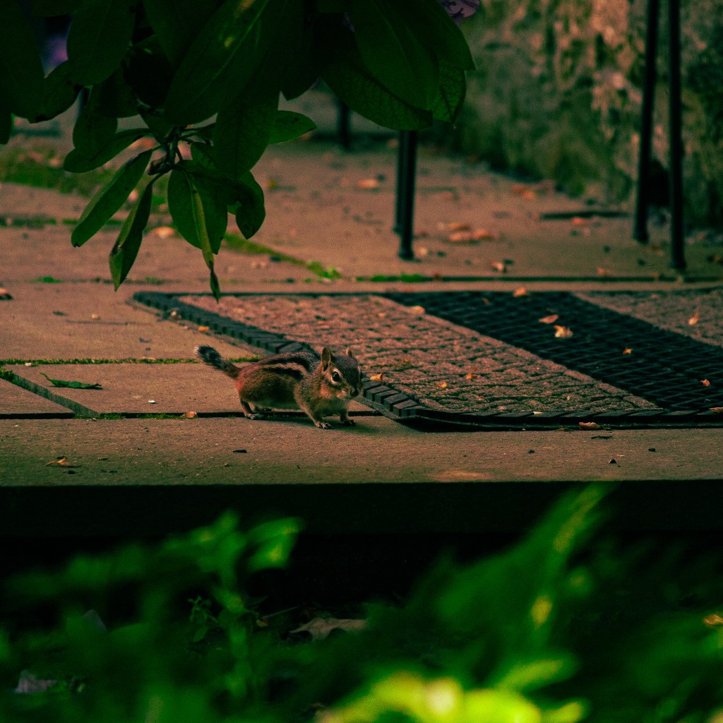 Photo of a chipmunk on pavement