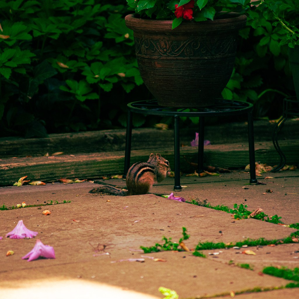 Photo of a chipmunk on pavement