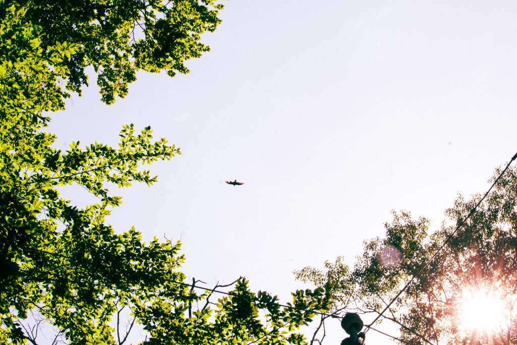 Photo of a bird flying in the sky 