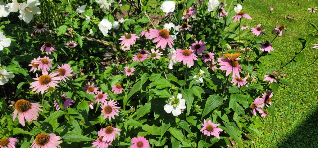 Garden Photo of Coneflowers