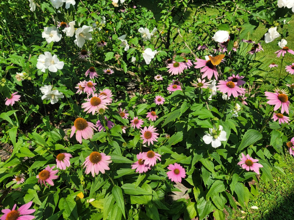 Cone Flowers in Garden