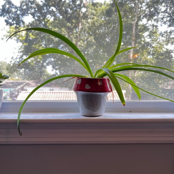 Mushroom Pot with Spider Plant