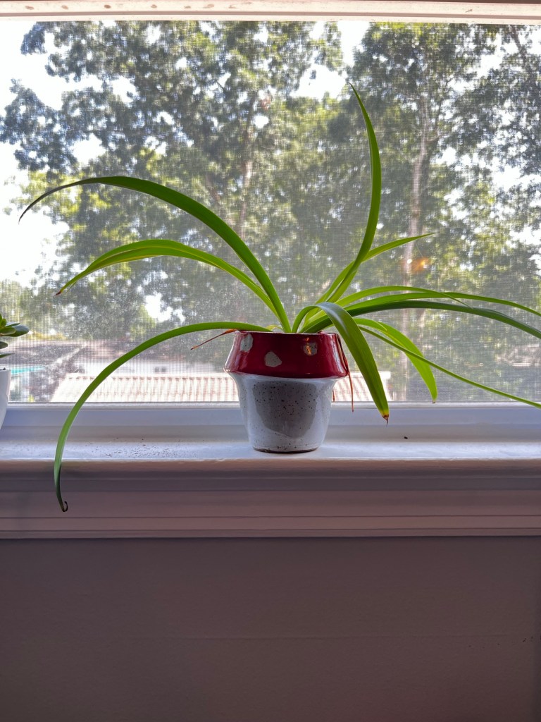 Mushroom Pot with Spider Plant