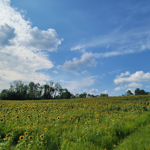 Sunflower Landscape
