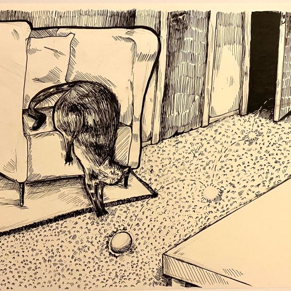 A Curious little Cat