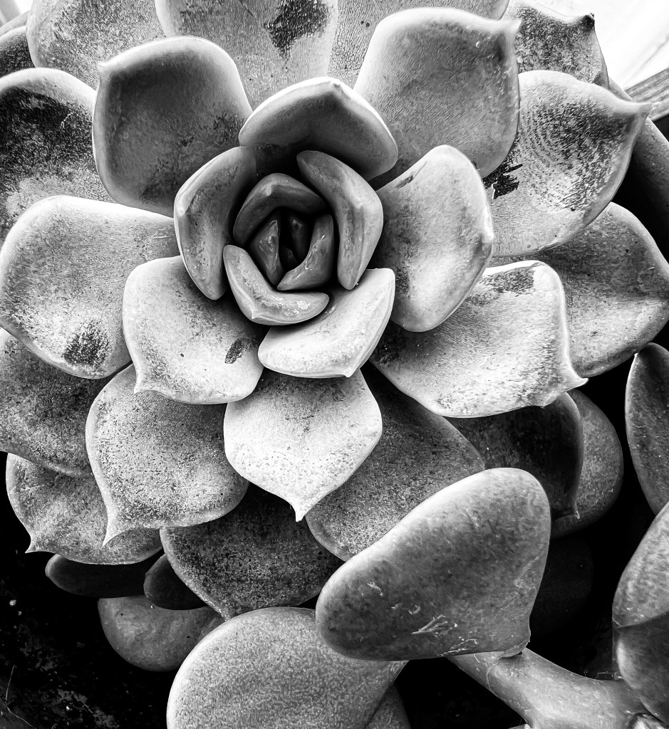 Photo by Gracie Hicks