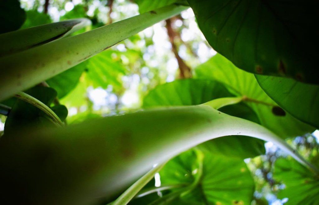 11/08/18, taken on Nikon DSLR by ConchitaMXZ Rivera