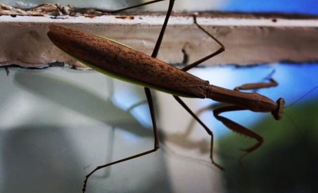 03/15/18, taken on Canon DSLR by ConchitaMXZ Rivera