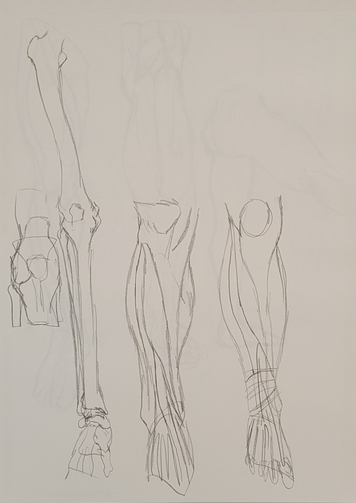 Basic Leg Anatomy