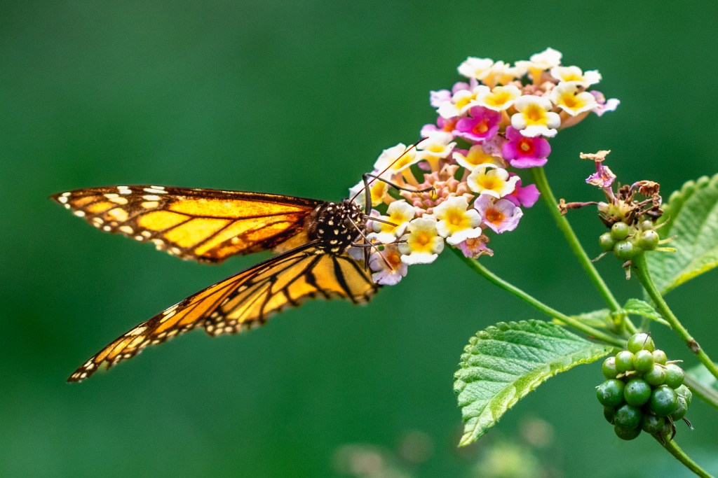 Shy Butterfly by Conchita MXZ Rivera