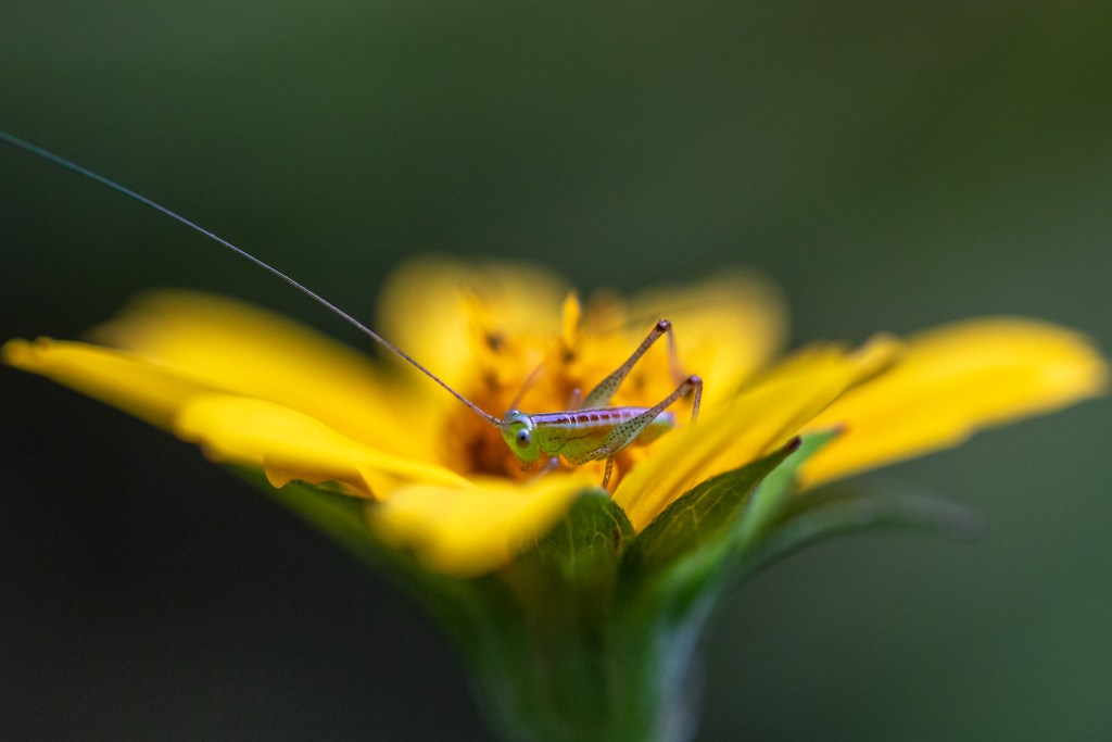 Grashopper by Conchita MXZ Rivera