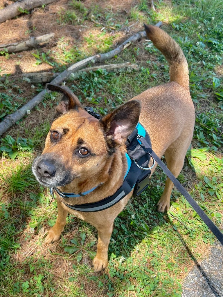Rudy