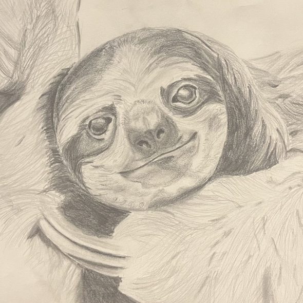 Sloth Drawing