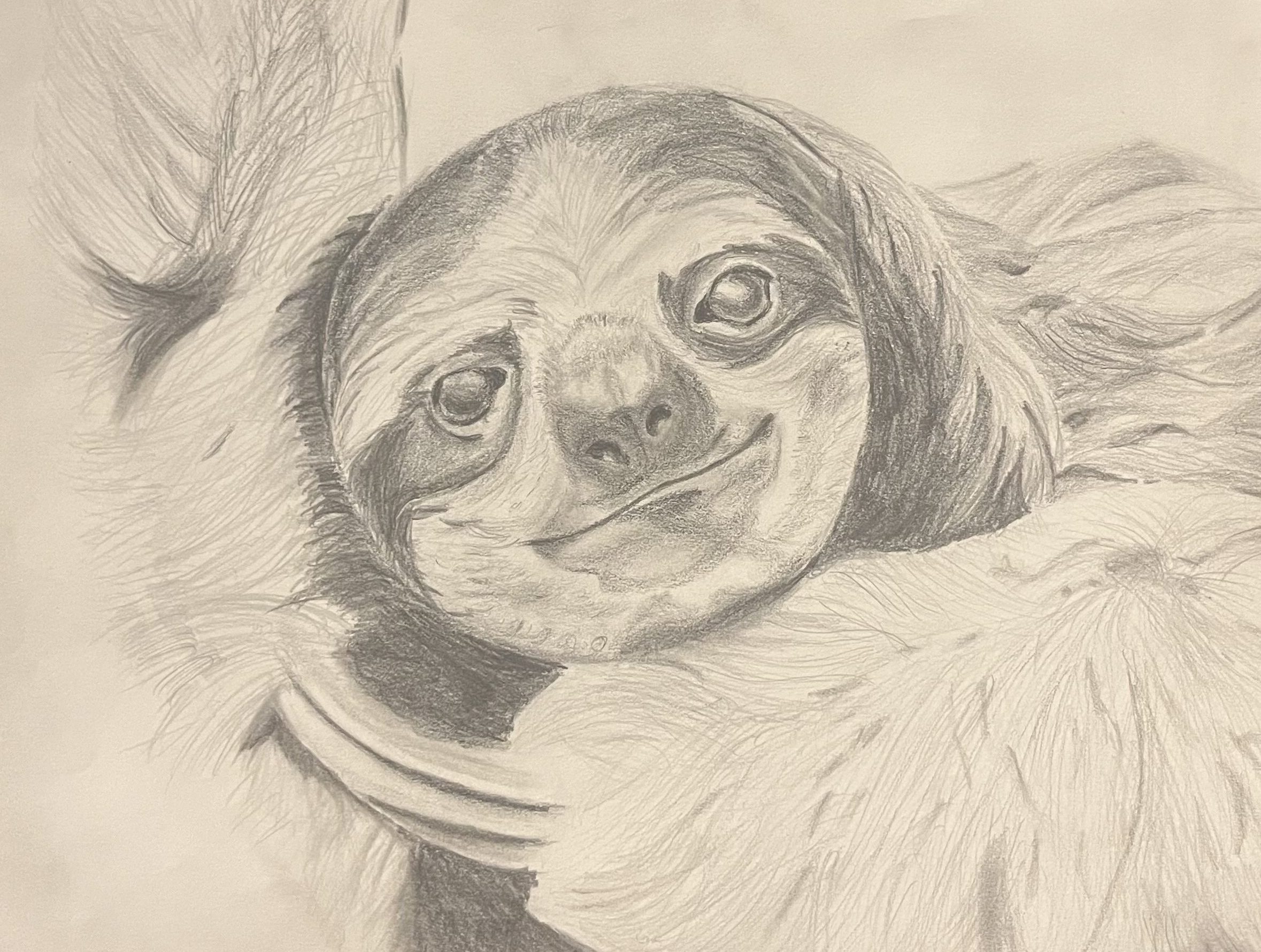 Sloth Drawing