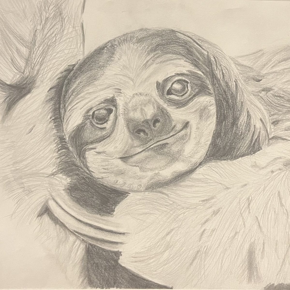 Sloth Drawing